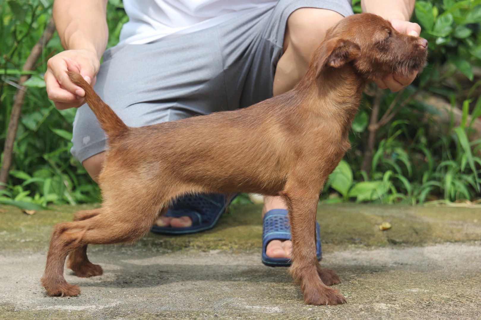 国外刚毛火梗犬图片