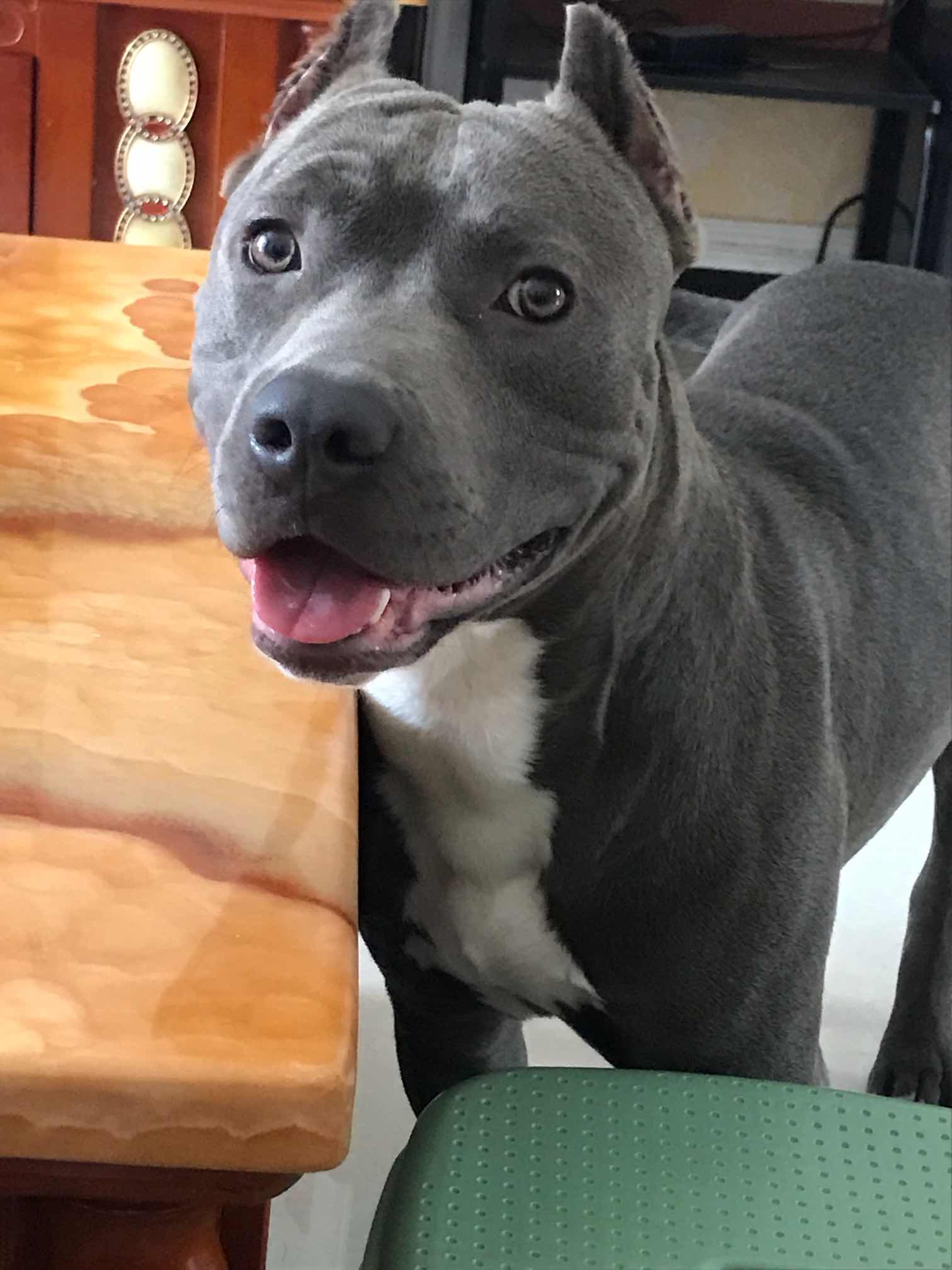 我家蓝斯塔叫路虎,6个月