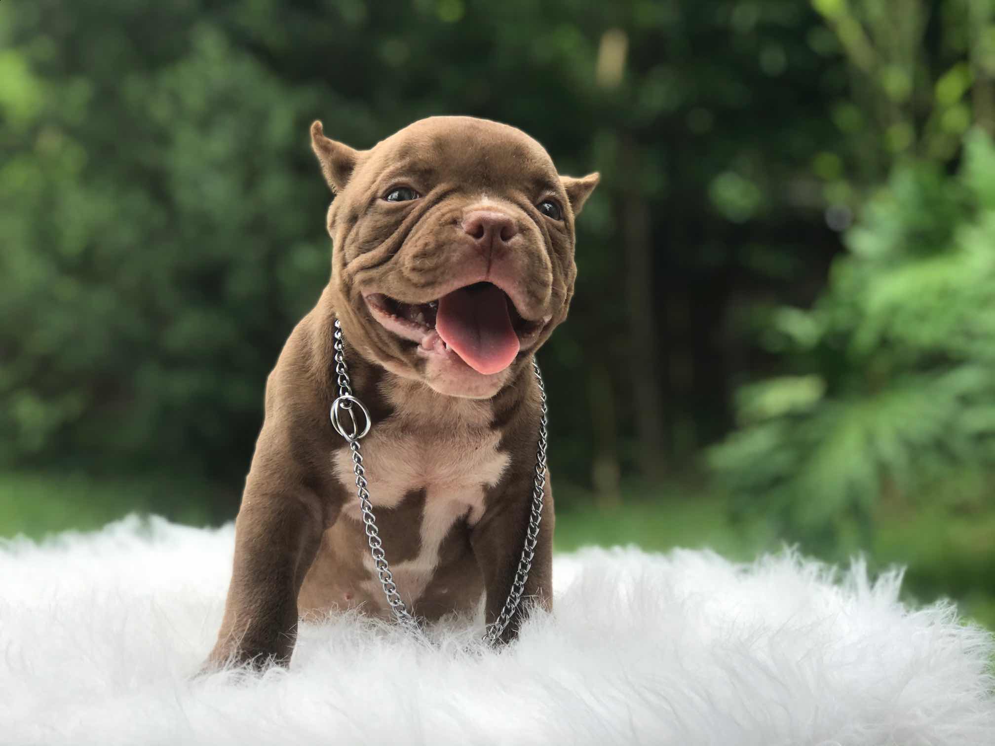 目前可出售小恶霸交流 - 美国恶霸犬交易 - 猛犬俱