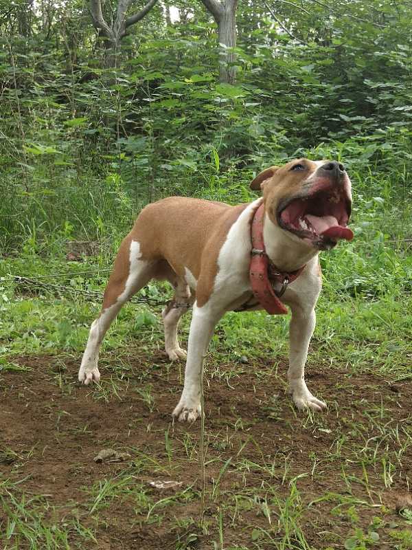 比特犬 - 猛犬俱乐部-中国具有影响力的猛犬网站 - powered by