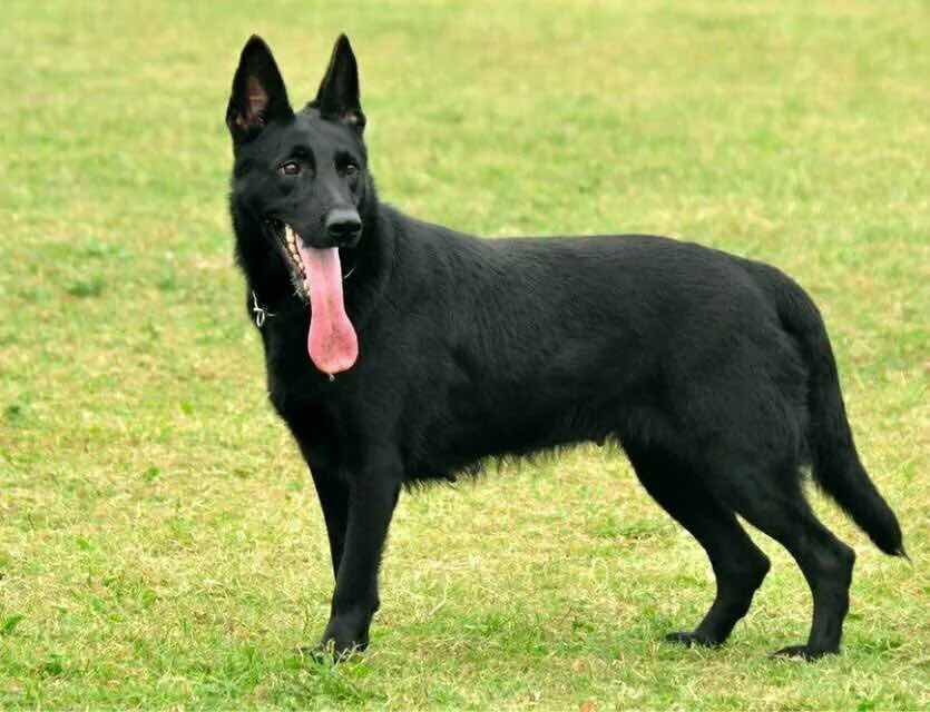 长期出售东德牧羊犬 - 马犬交易 - 猛犬俱乐部-中国具有影响力的猛犬