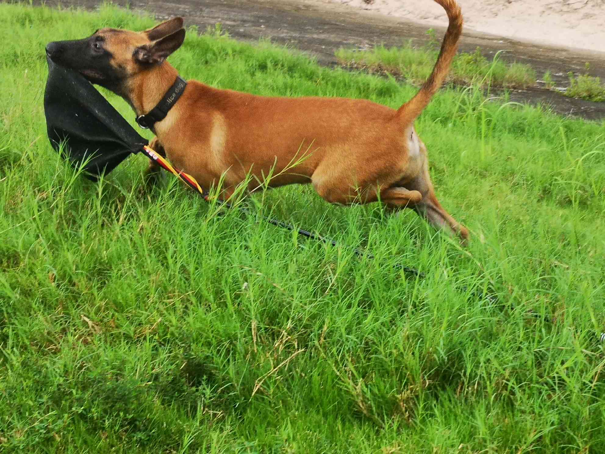 出售豹威孙子 - 马犬交易 - 猛犬俱乐部-中国具有影响力的猛犬网站