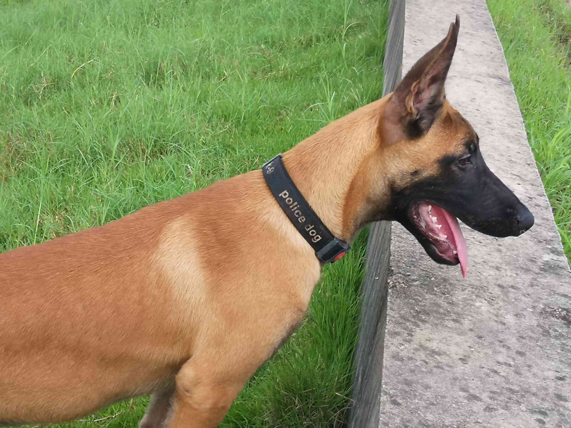 出售豹威孙子 - 马犬交易 - 猛犬俱乐部-中国具有影响力的猛犬网站