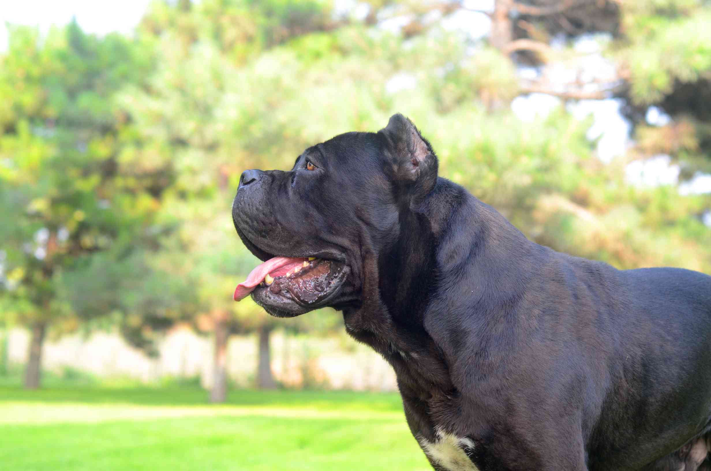 喜欢巨兽的可以关注一下 - 卡斯罗交易 - 猛犬俱乐部-中国具有影响力