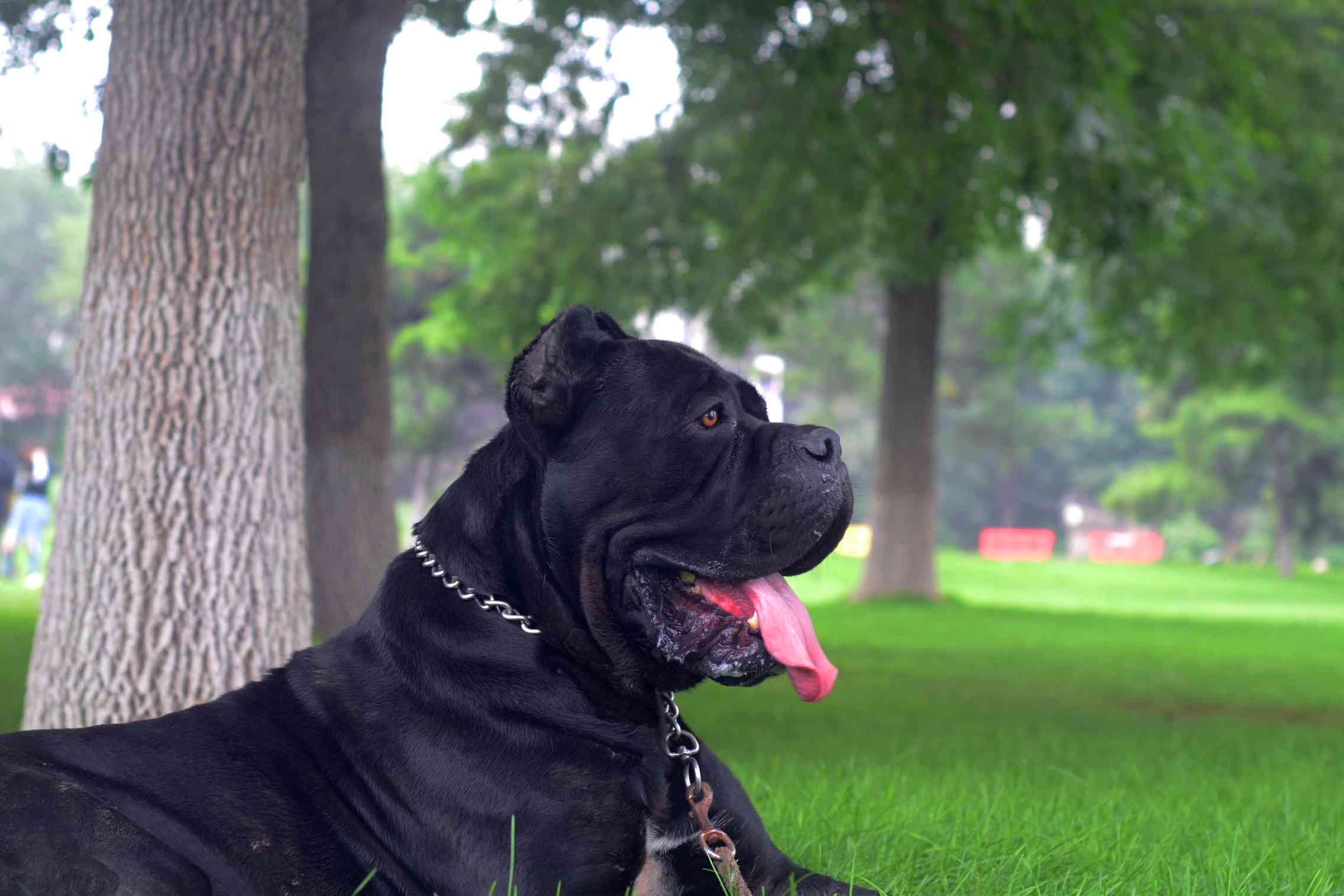 喜欢巨兽的可以关注一下