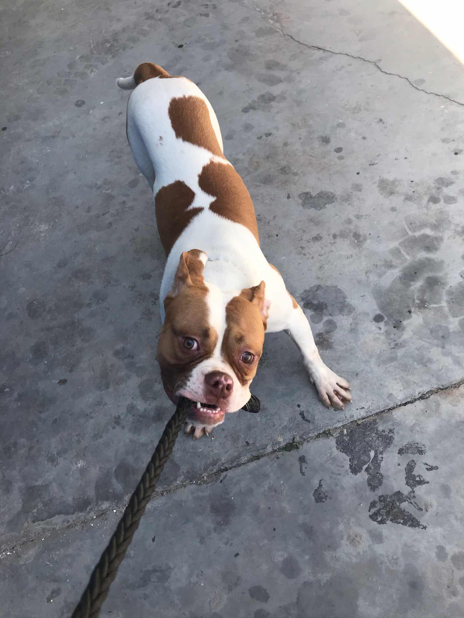 会很多科目的伯爵,聪明健硕调皮捣蛋为一体的伯爵