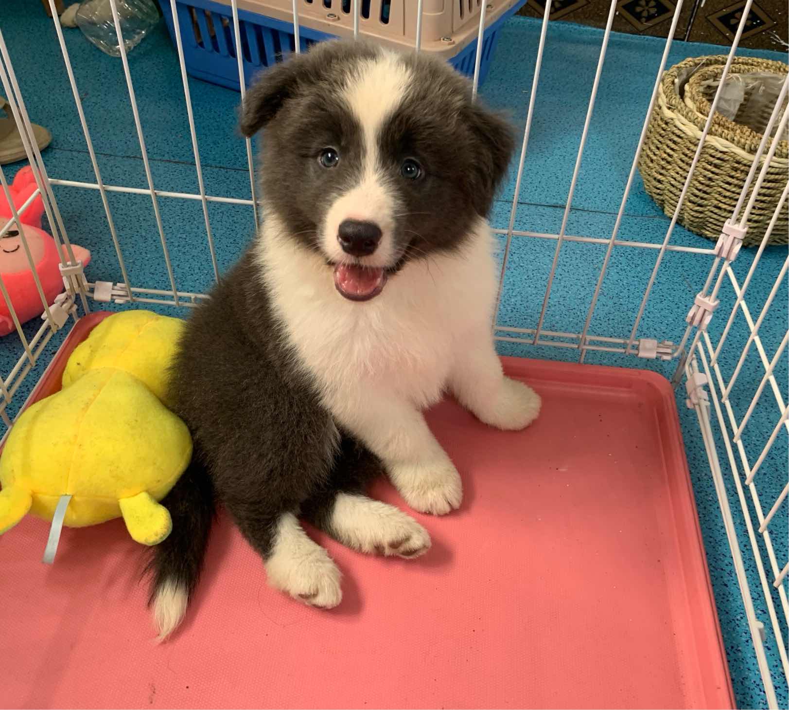 蓝白色边牧公幼犬出售