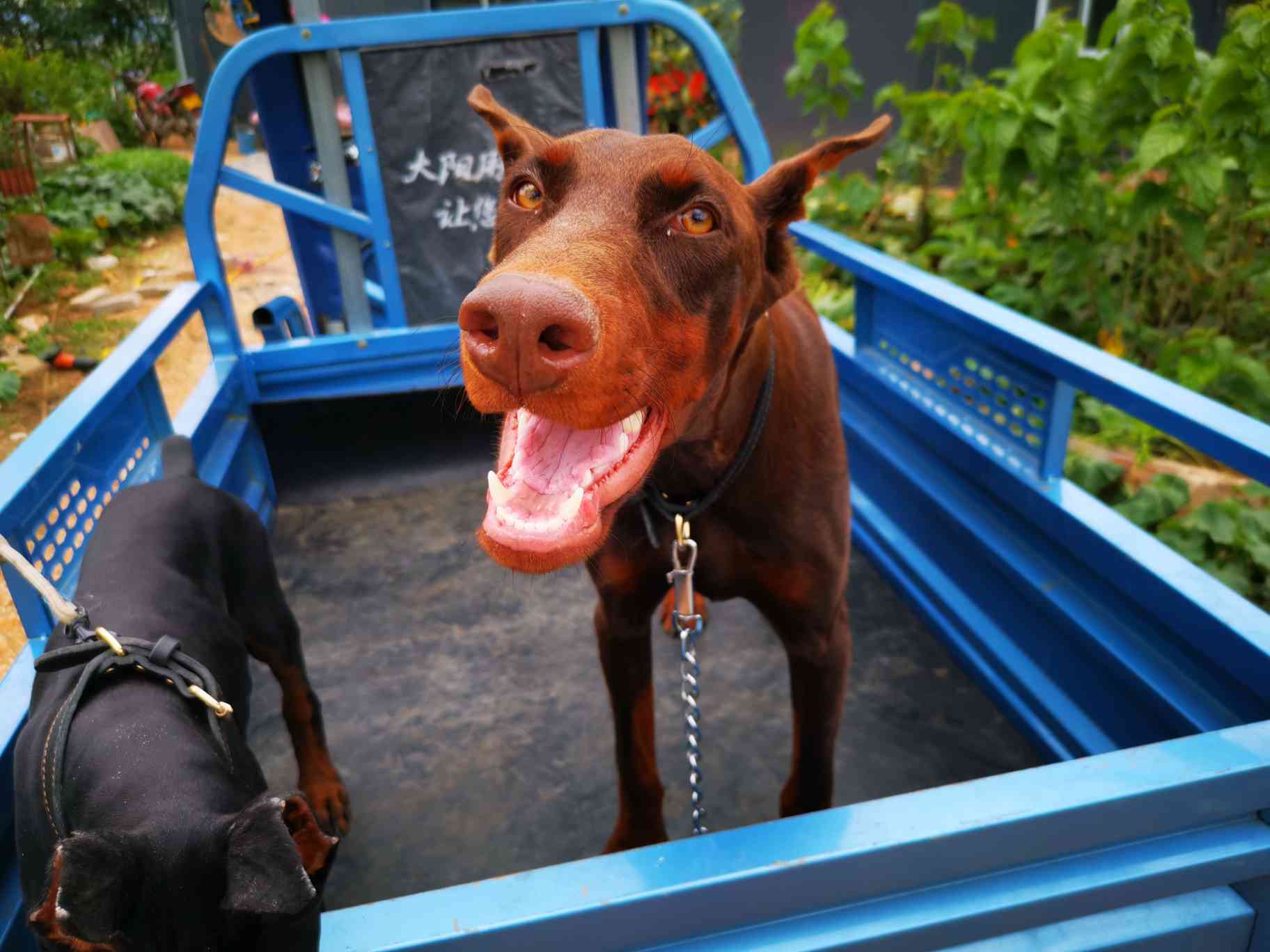 出售红母杜宾 - 杜宾犬交易 - 猛犬俱乐部-中国具有影响力的猛犬网站