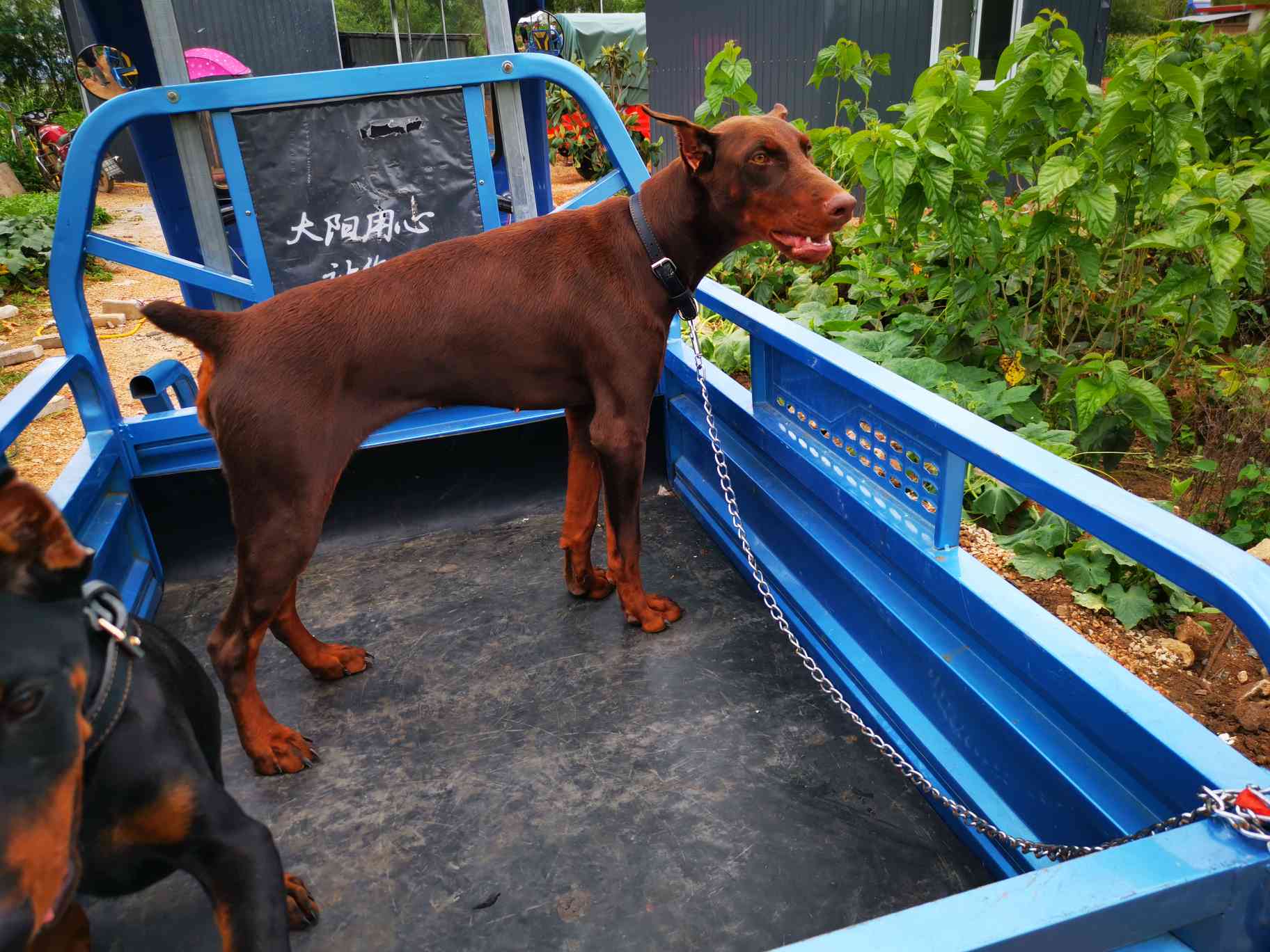 出售红母杜宾 - 杜宾犬交易 - 猛犬俱乐部-中国具有影响力的猛犬网站