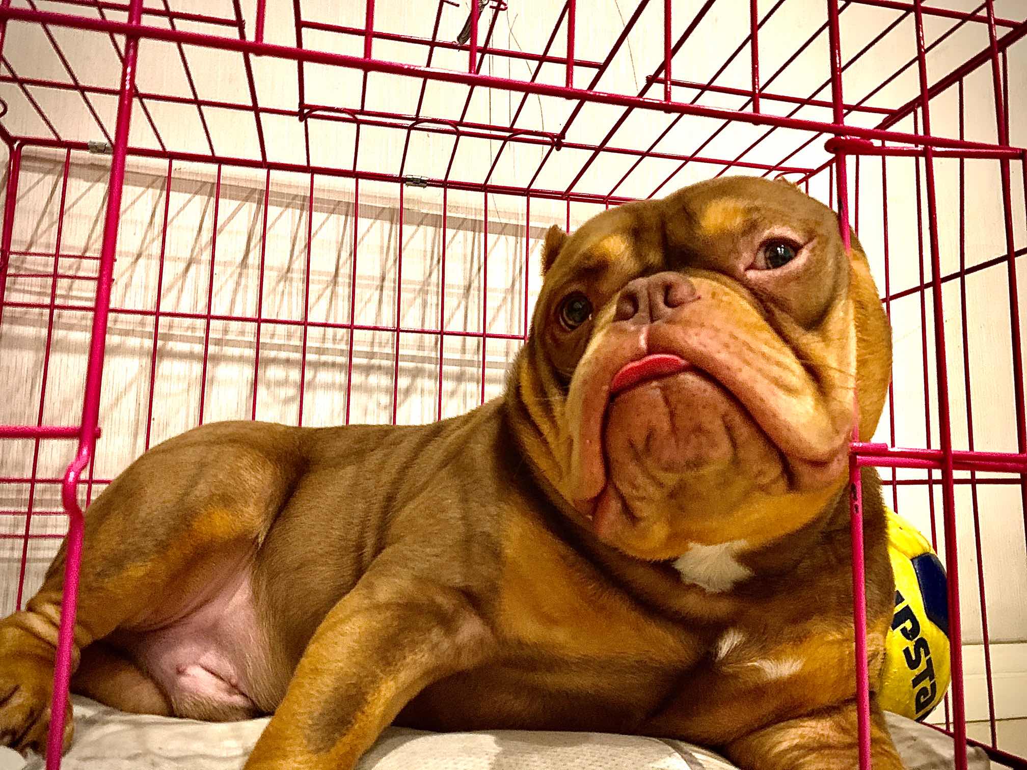 法官后代红三色口袋体种公对外出售