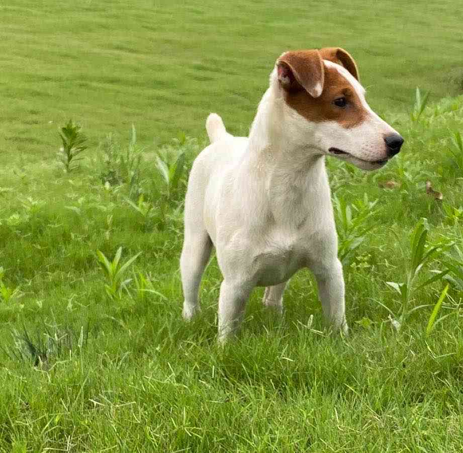 八个月杰克罗素梗,品相一流,兴奋度好,做种公的料