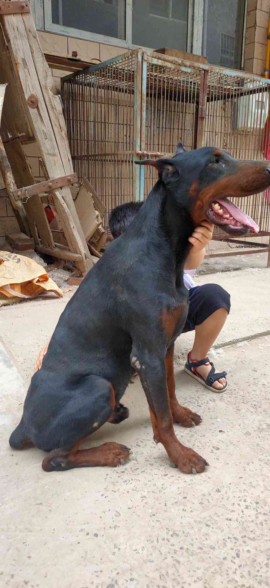 杜宾种公转让 - 杜宾犬交易 - 猛犬俱乐部-中国具有影响力的猛犬网站