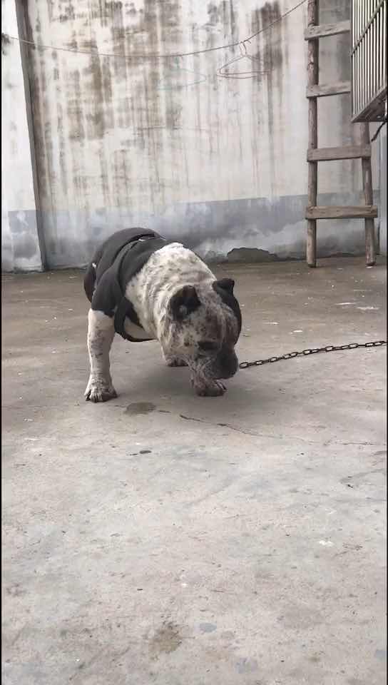 两岁半恶霸转让陨石色