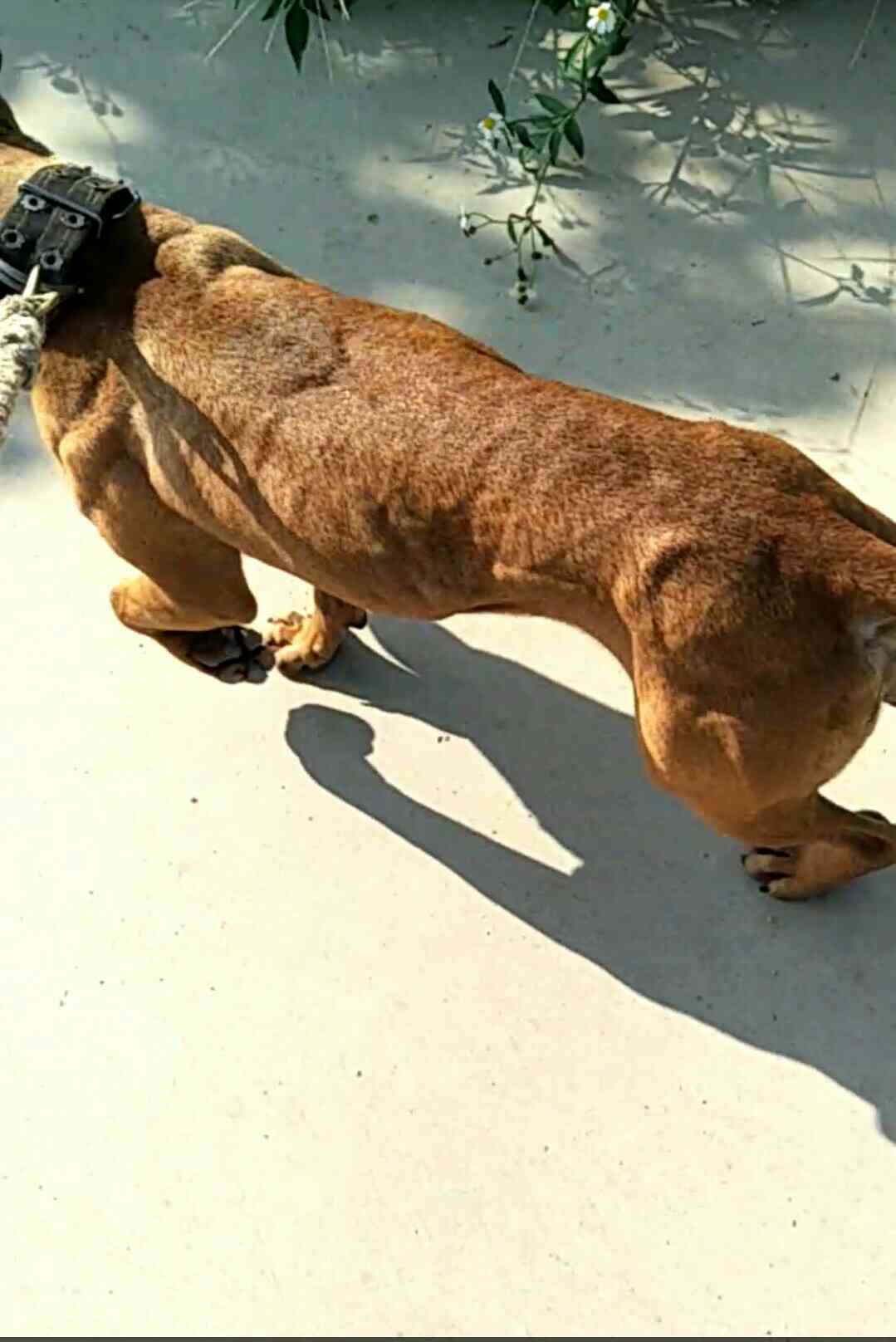 训练比特犬 你们用过这个吗