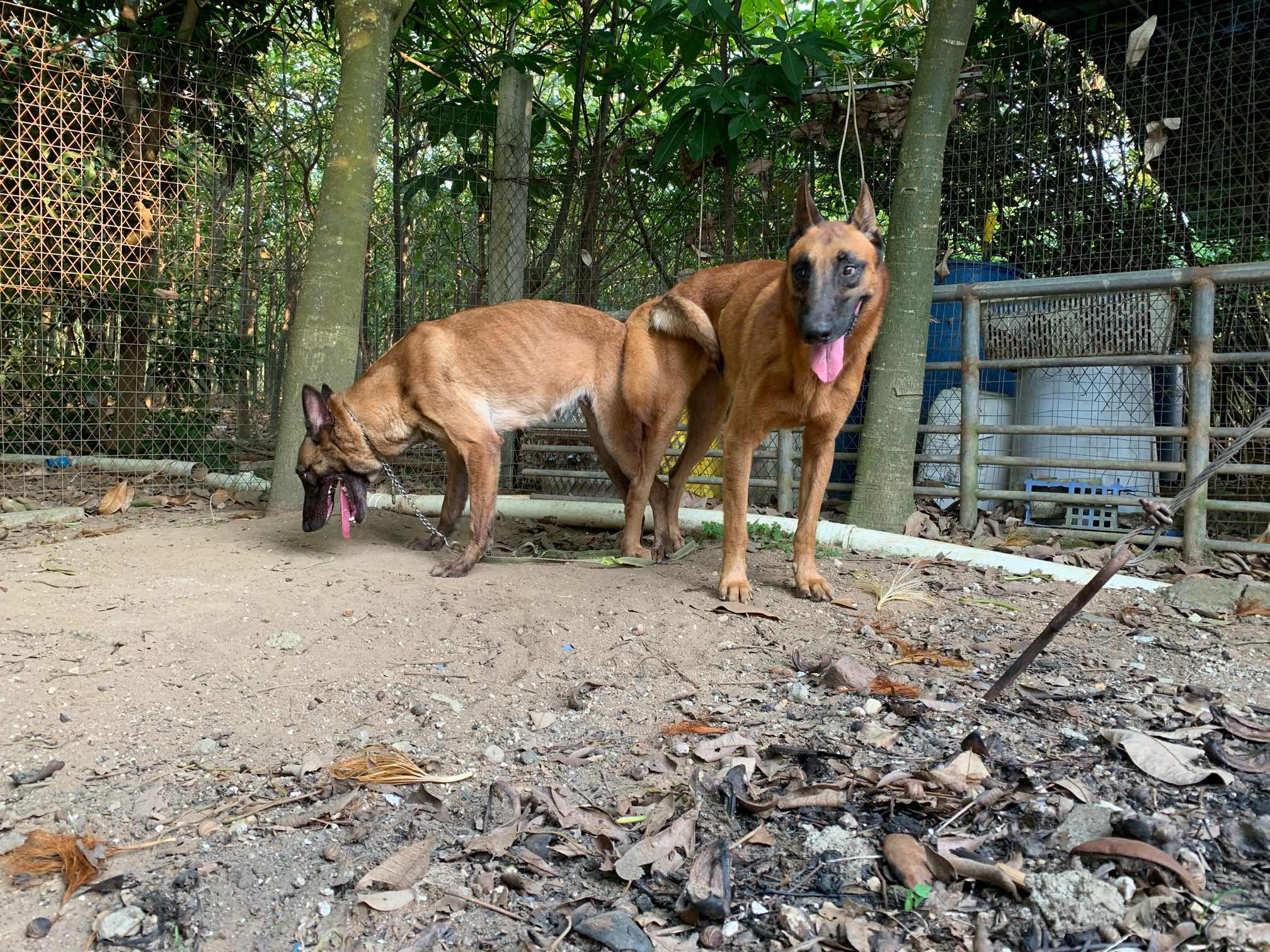 广西博白县老血马犬