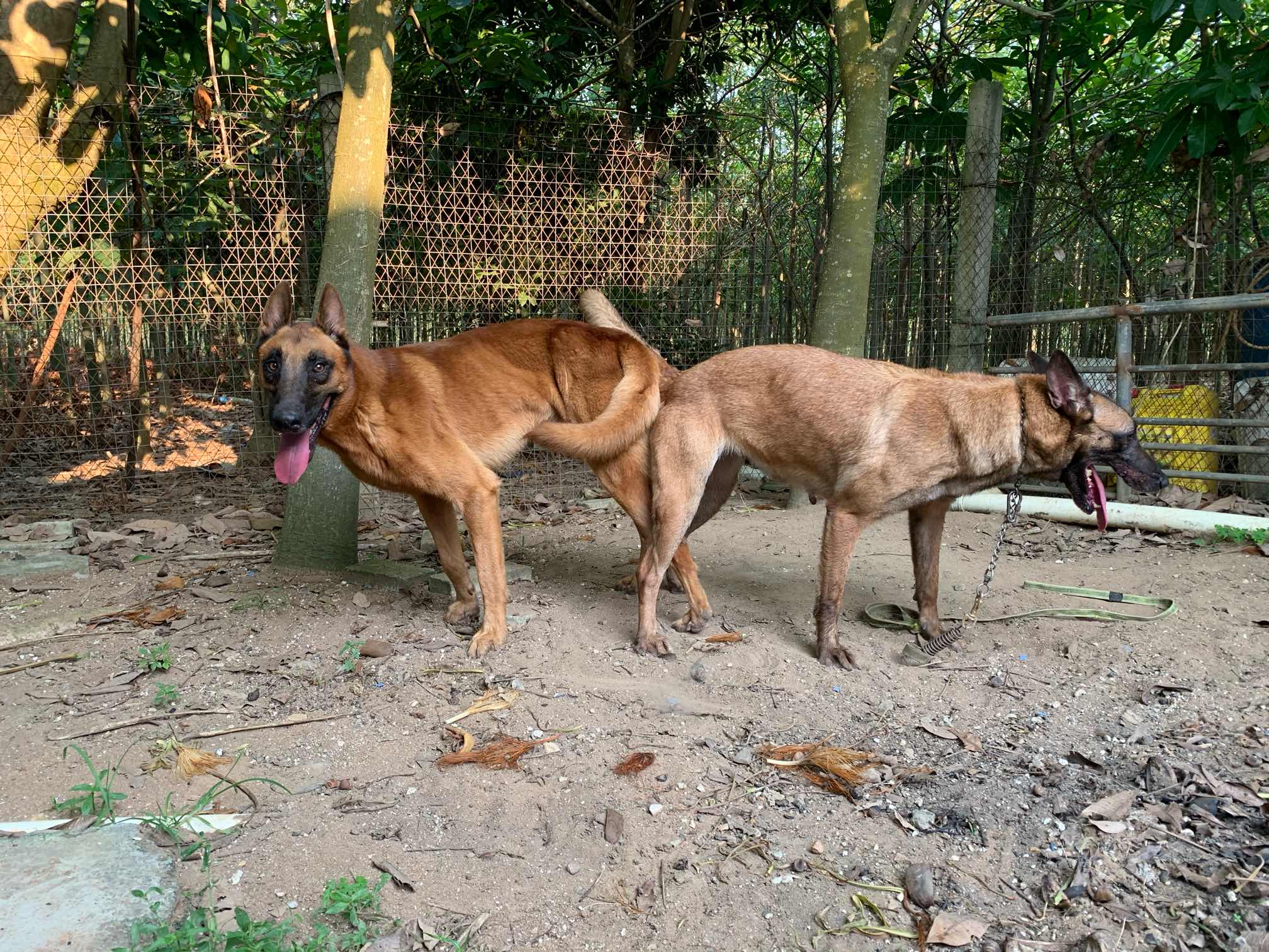 广西博白县老血马犬