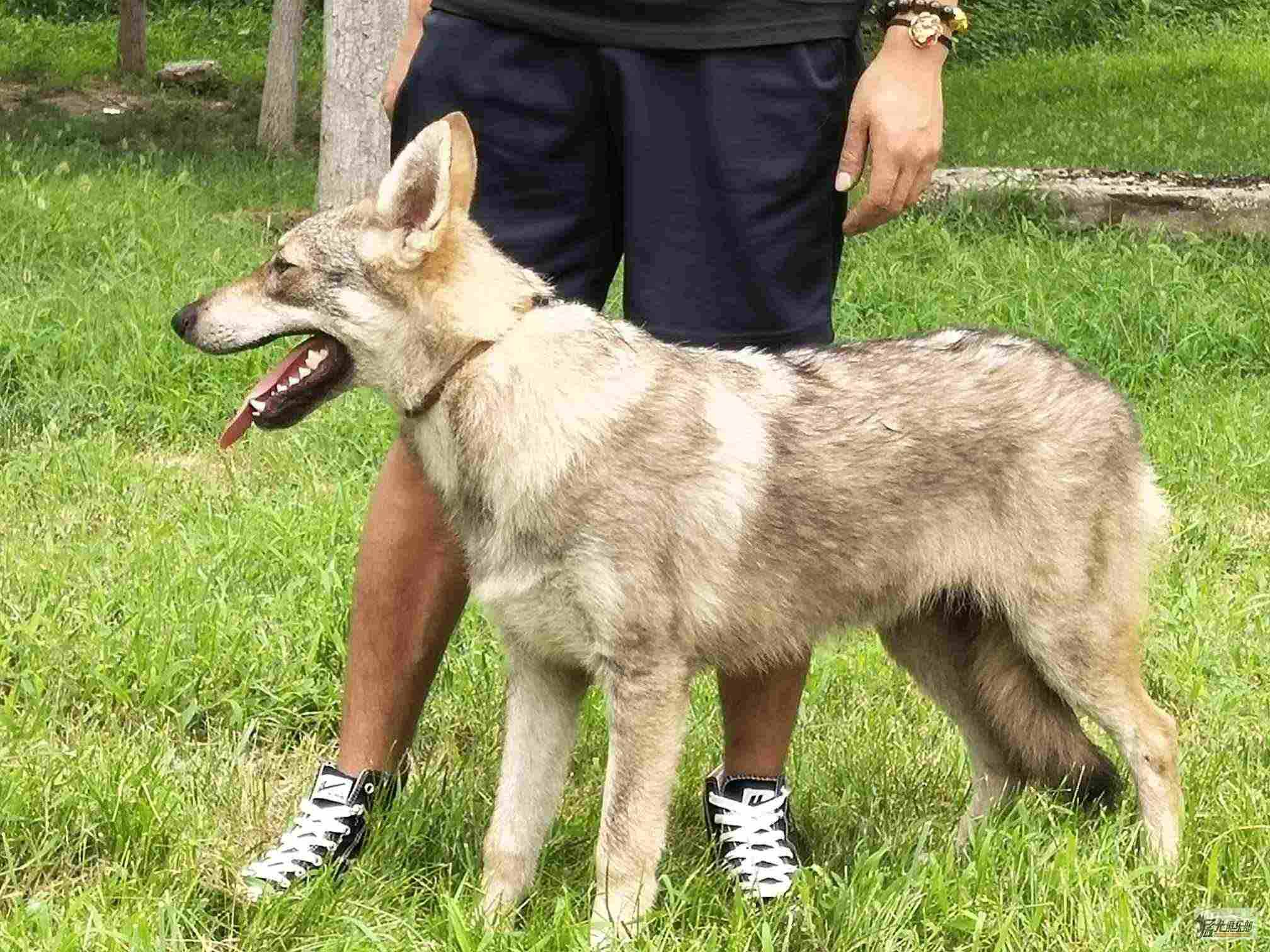 狼青犬 血统：中国民间狼犬爱好者以优质狼… - 高清图片，堆糖，美图壁纸兴趣社区