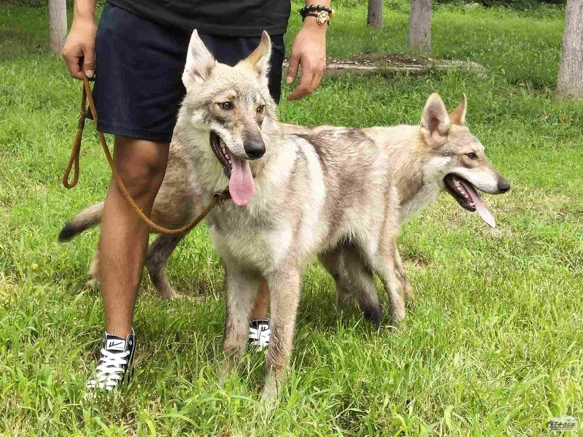 Saarloos猎狼犬小狗与花的 库存图片. 图片 包括有 其它, 灰色, 服从, 宠物, 家谱, 似犬 - 122746341