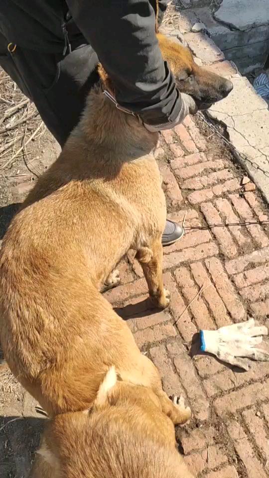 黄马幼犬出售品质很好自己看视频