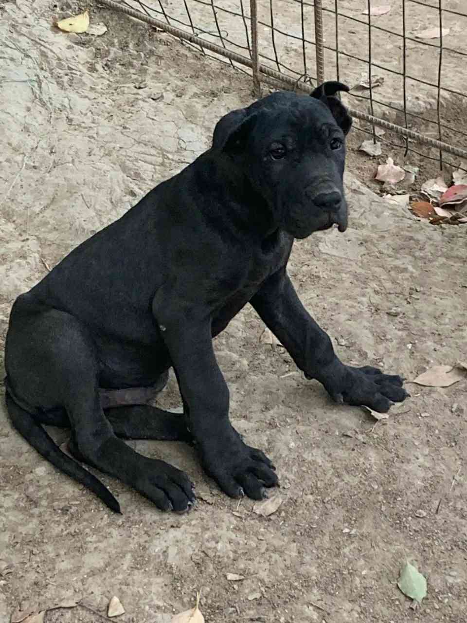 黑色的狗品种图片