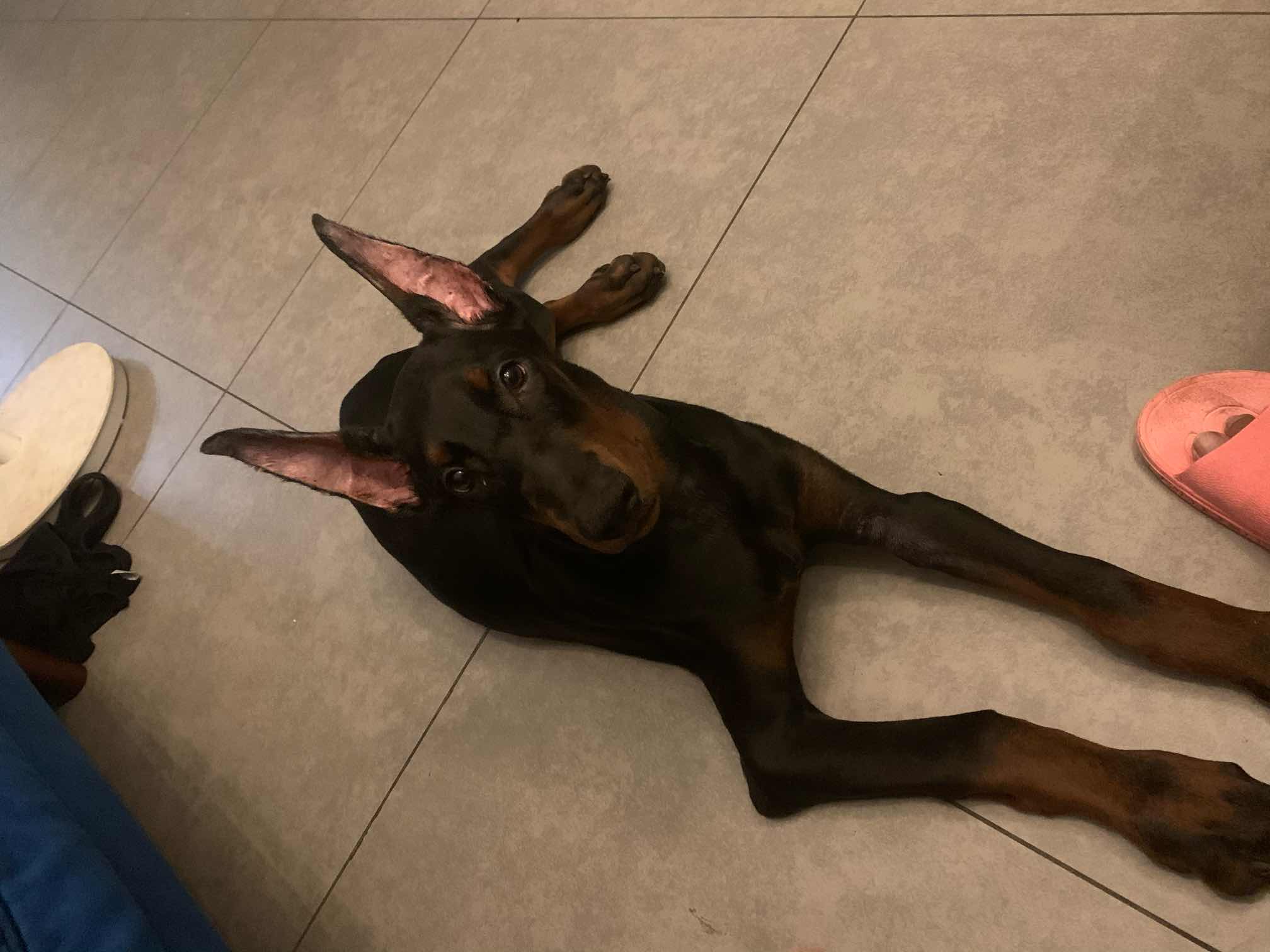 美系杜宾 立耳耳型问题 想请教一下各位大神 - 杜宾犬 - 猛犬俱乐部