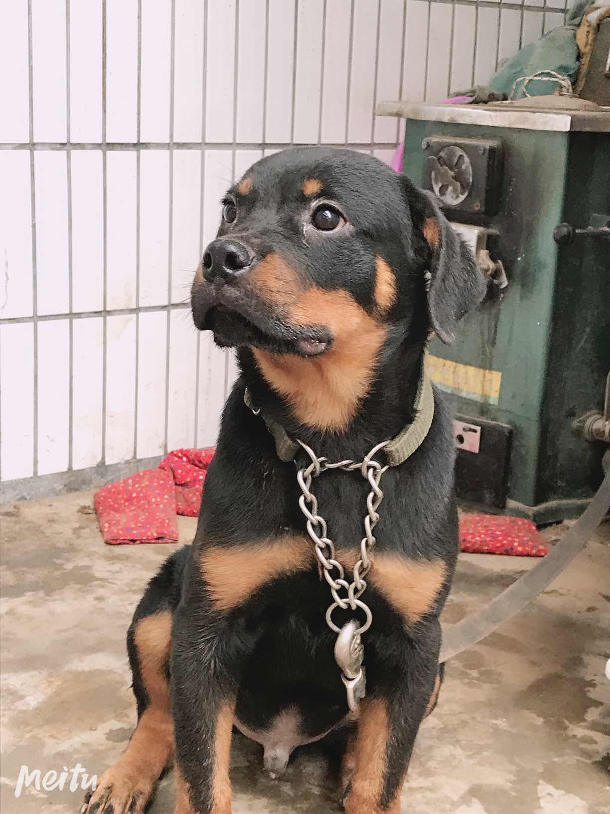 三个月的罗威纳小公,怎么样?有朋友说差劲