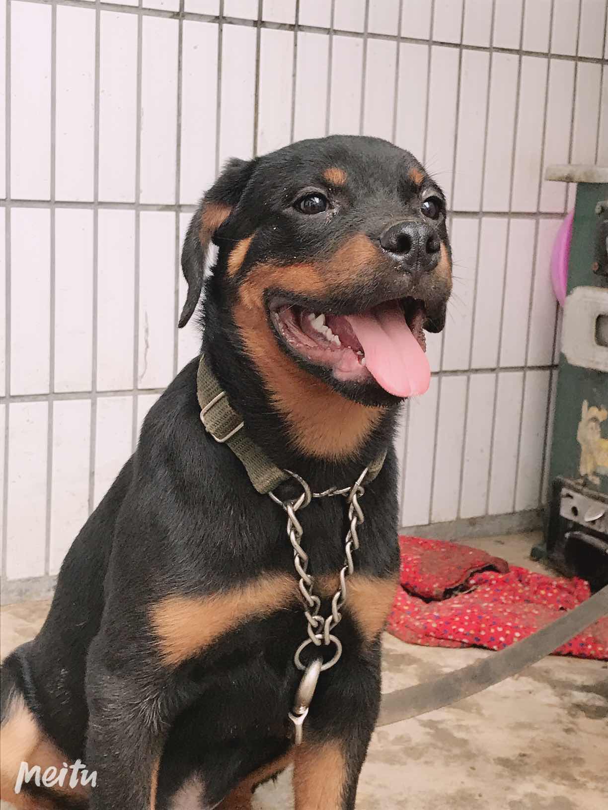 三个月的罗威纳小公,怎么样?有朋友说差劲