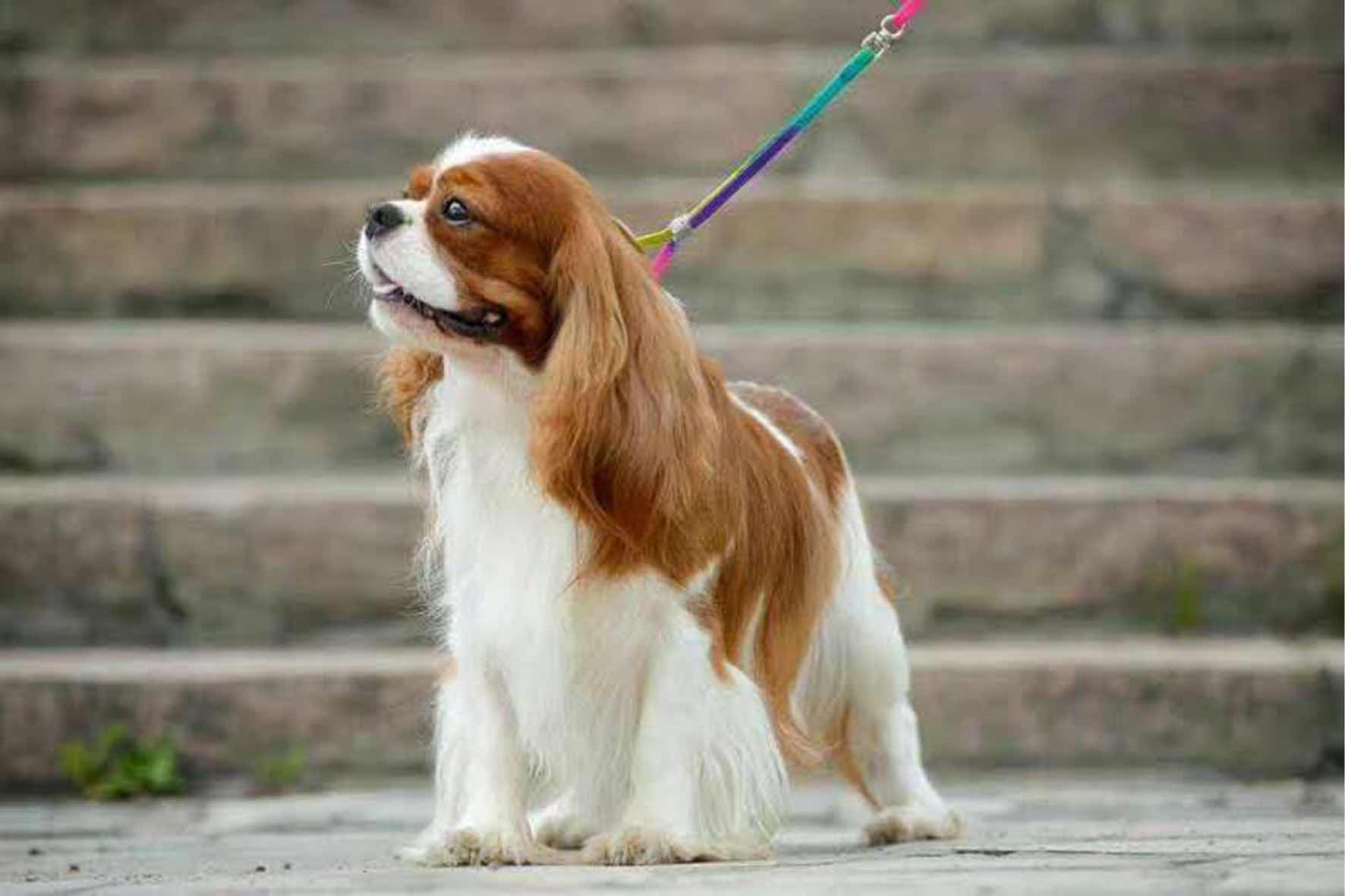 有没有喜欢查理的多交流 - 宠物犬 - 猛犬俱乐部-中国具有影响力的