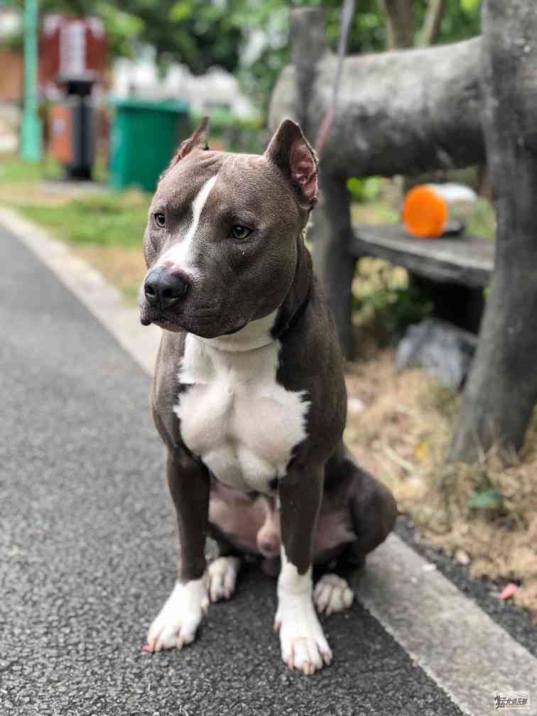 求购灰白色大体比特