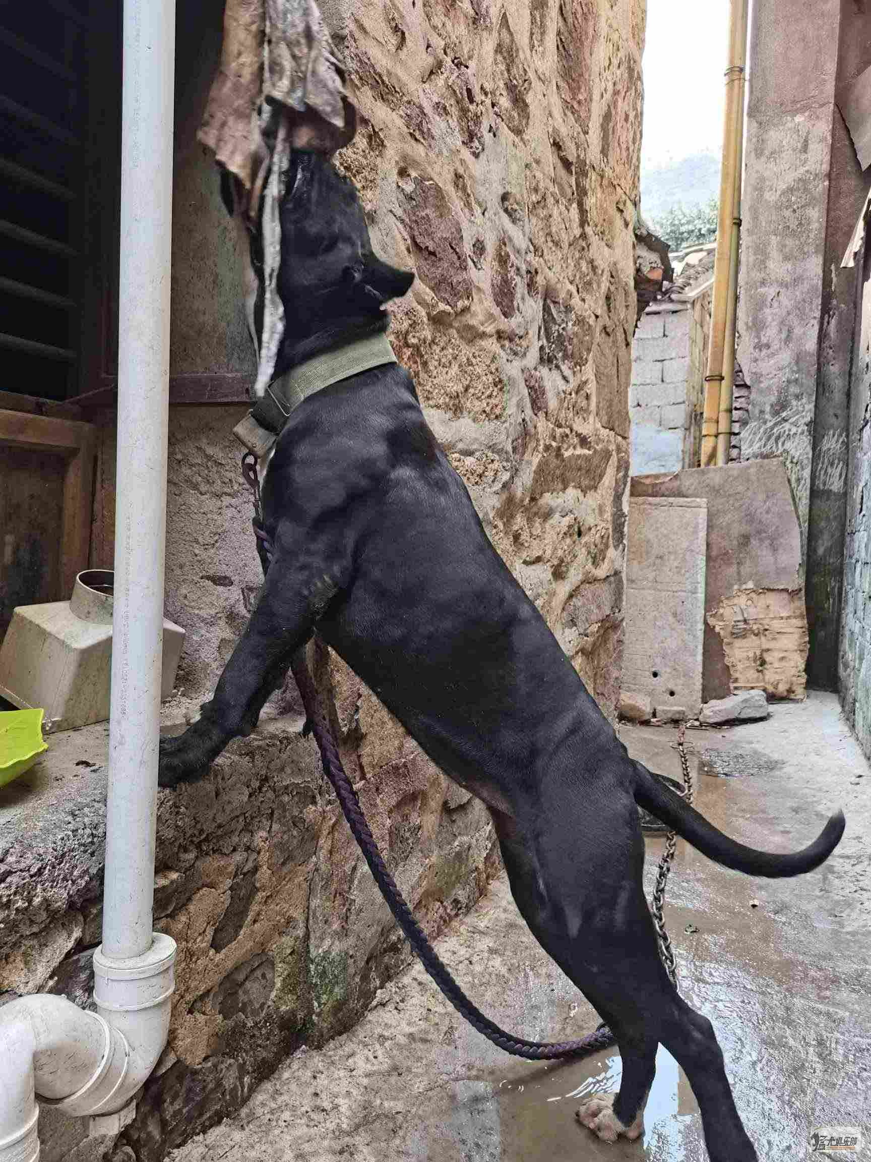 普雷萨加纳利，找老公 - 加纳利 - 猛犬俱乐部-中国具有影响力的猛犬网站 - Powered by Discuz!