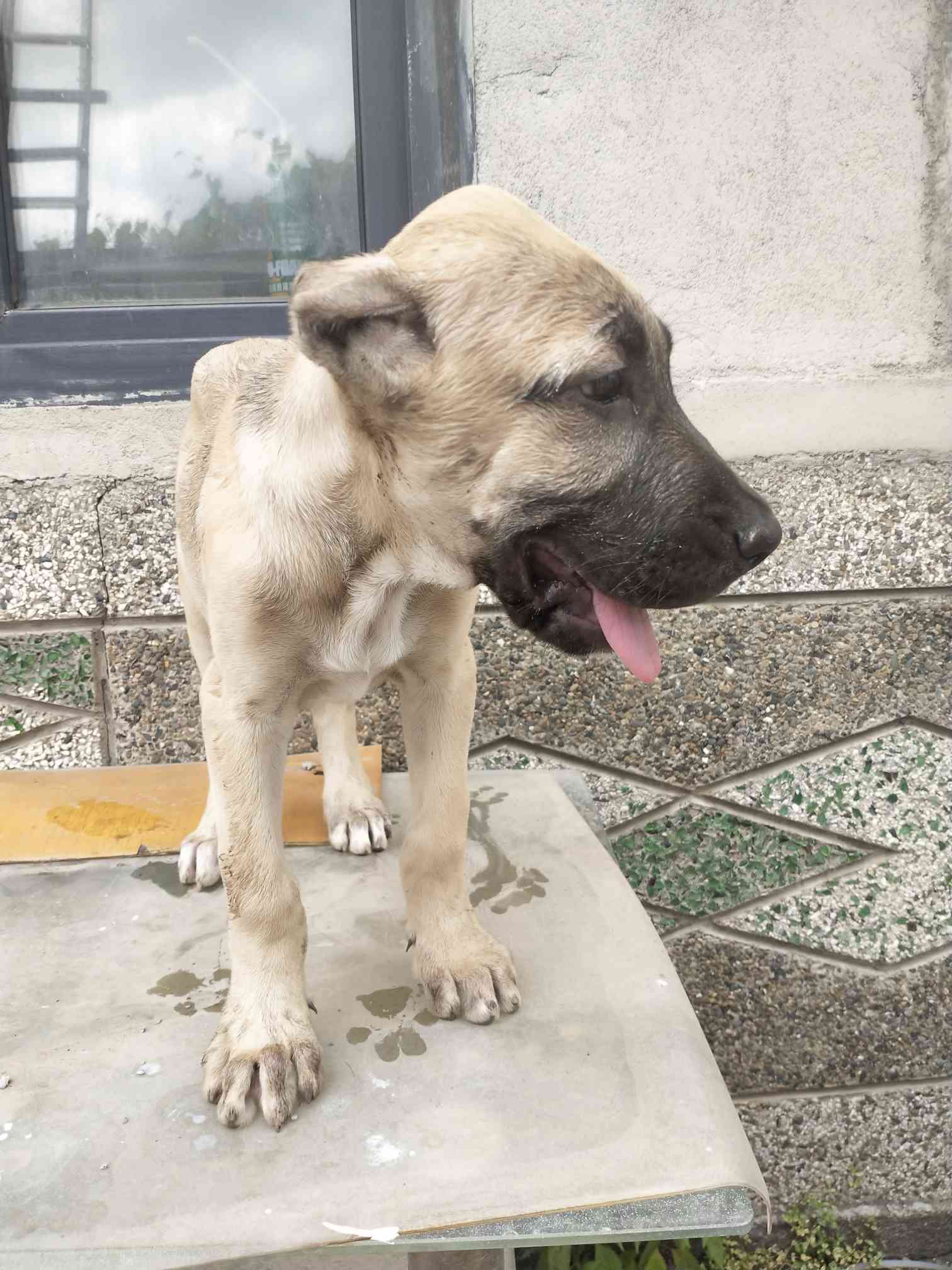 2個月40高的母 - 坎高犬交易 - 猛犬俱樂部-中國