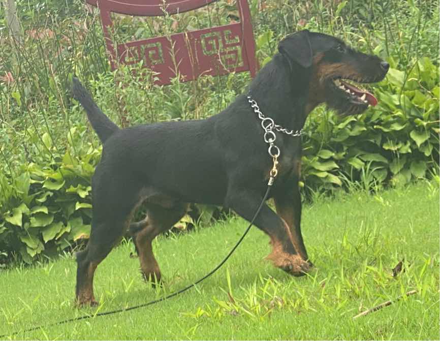 [猎梗] 德国小钢炮