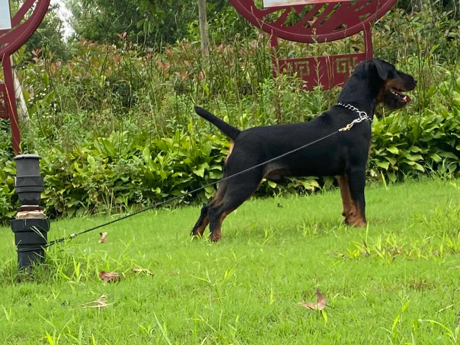 [猎梗] 德国小钢炮