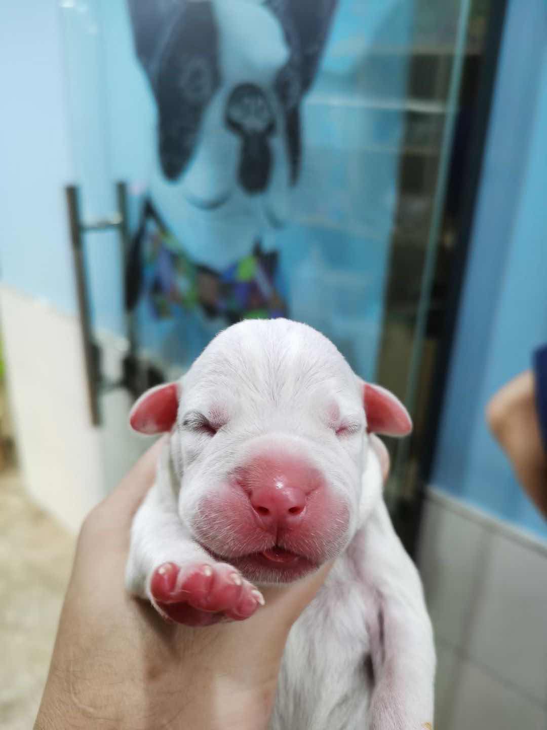 龍鳳海盜眼 - 杜高犬 - 猛犬俱樂部-中國具有影響力的猛犬網站