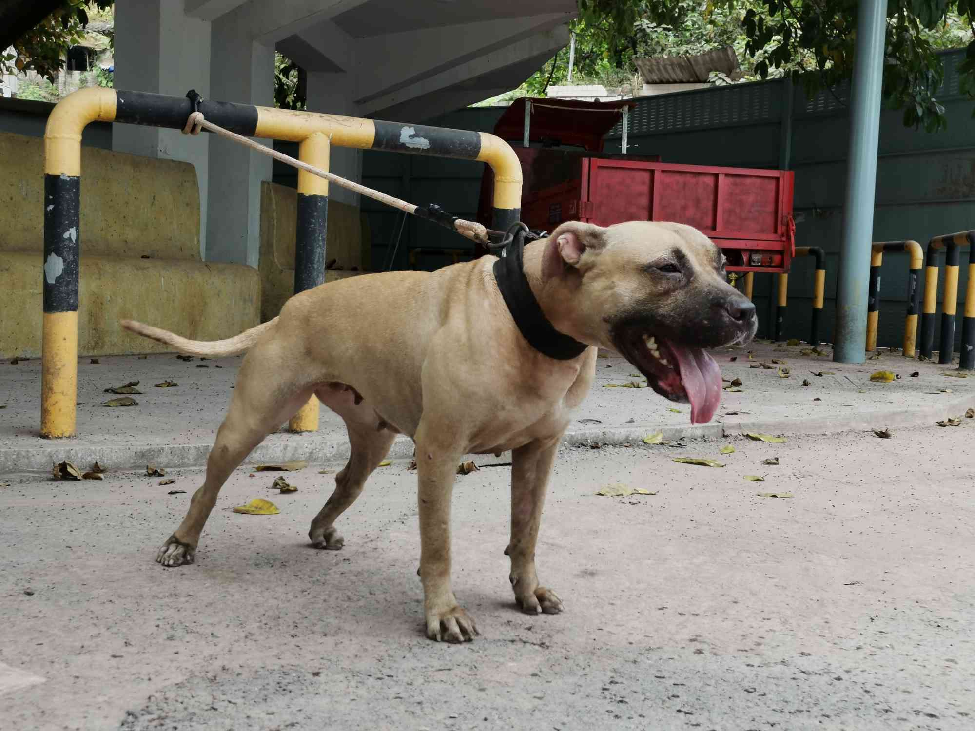 吉普八代回血种公沙狮女儿