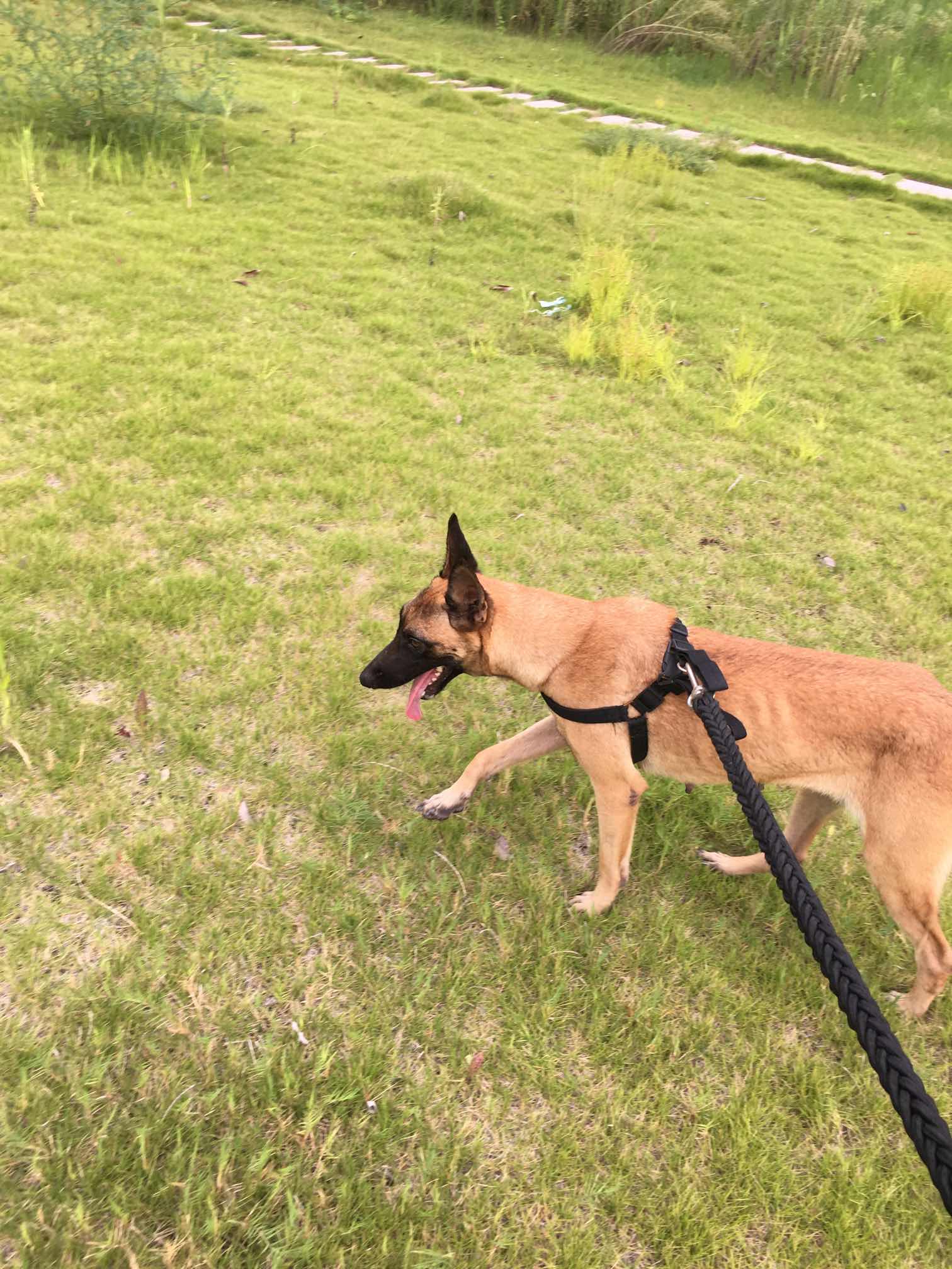 咬鸡鸭成年母马犬便宜出售 刚刚发过情没配