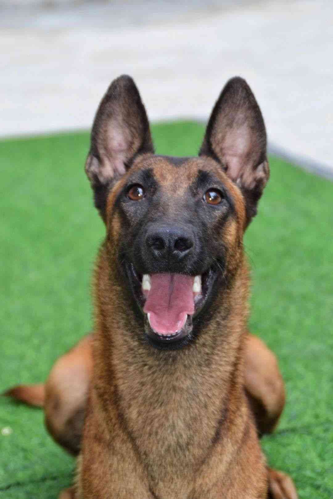 出售一条兰博孙女,价格美丽, - 马犬交易 - 猛犬俱乐部-中国具有影响