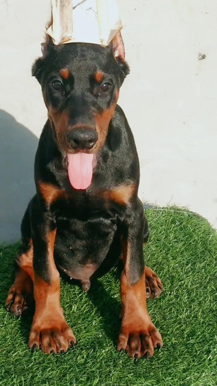 三个月的小杜宾