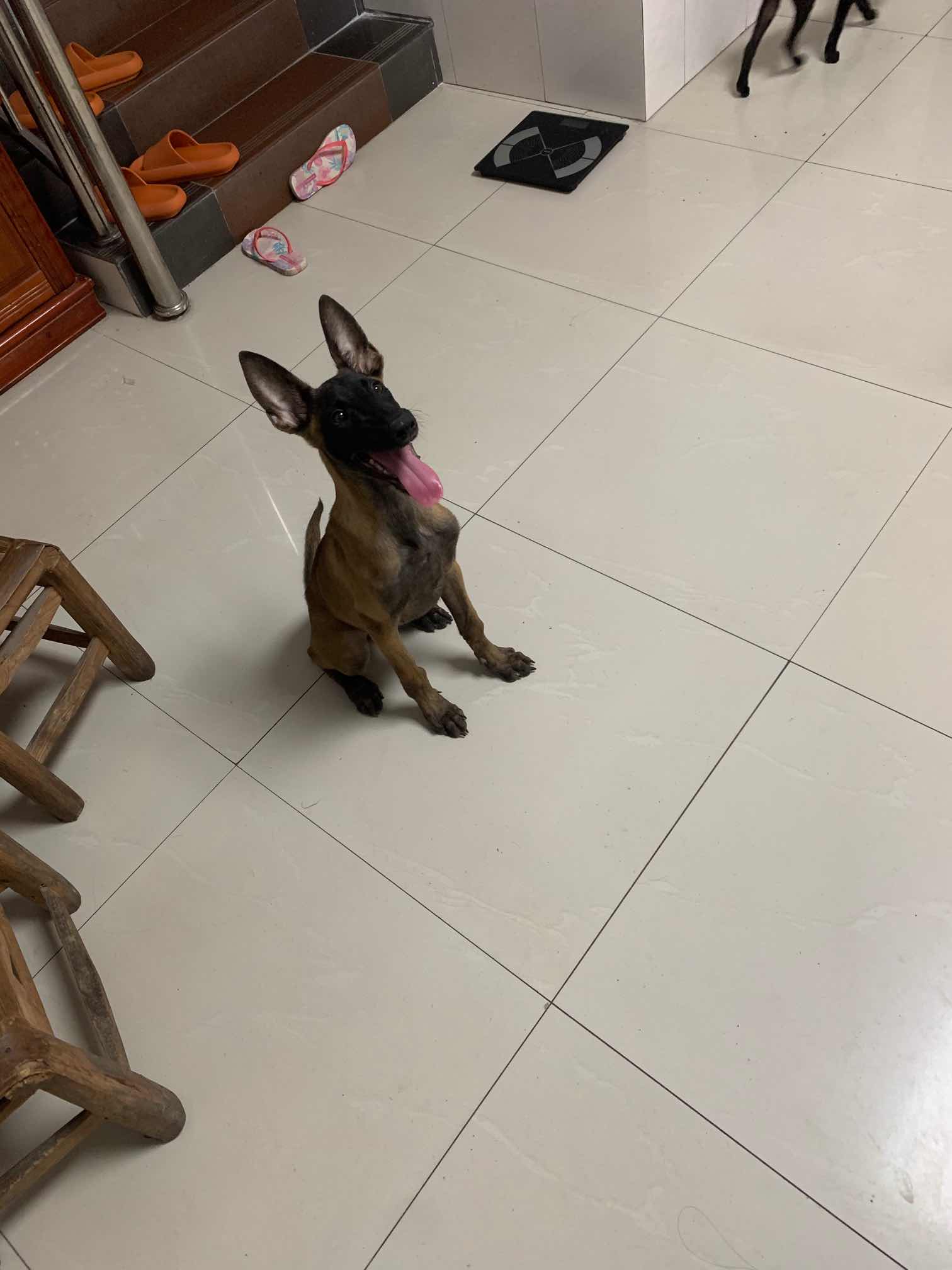 托尼直系 小母.四个月出售