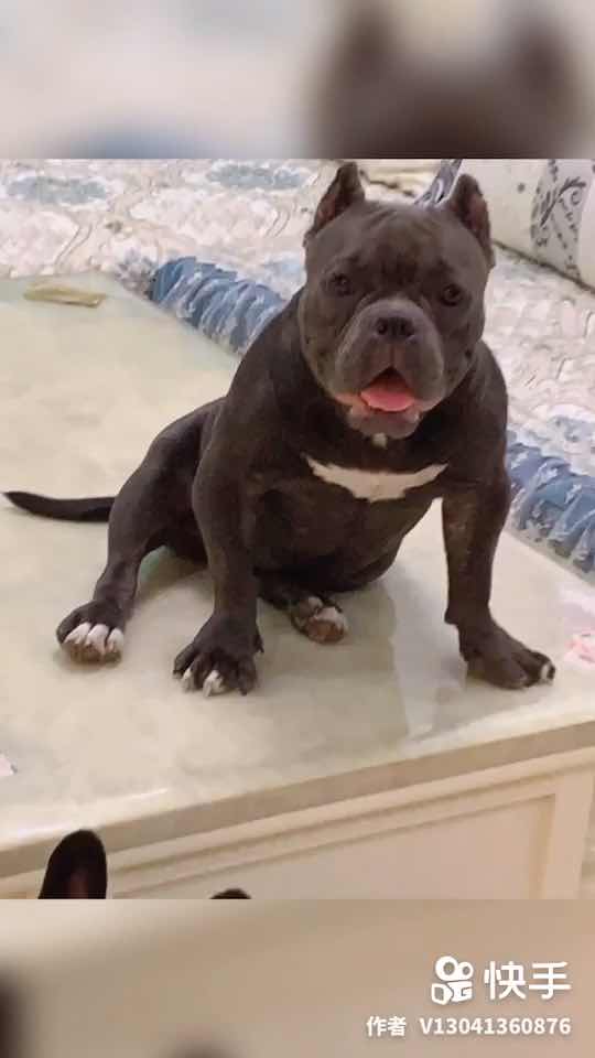 恶霸犬成母伯爵女儿