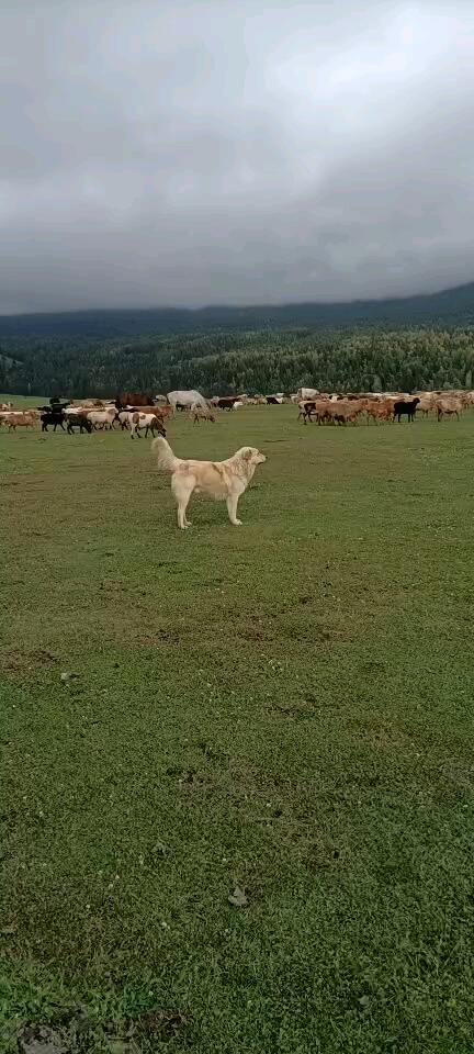 哈萨克托别特犬
