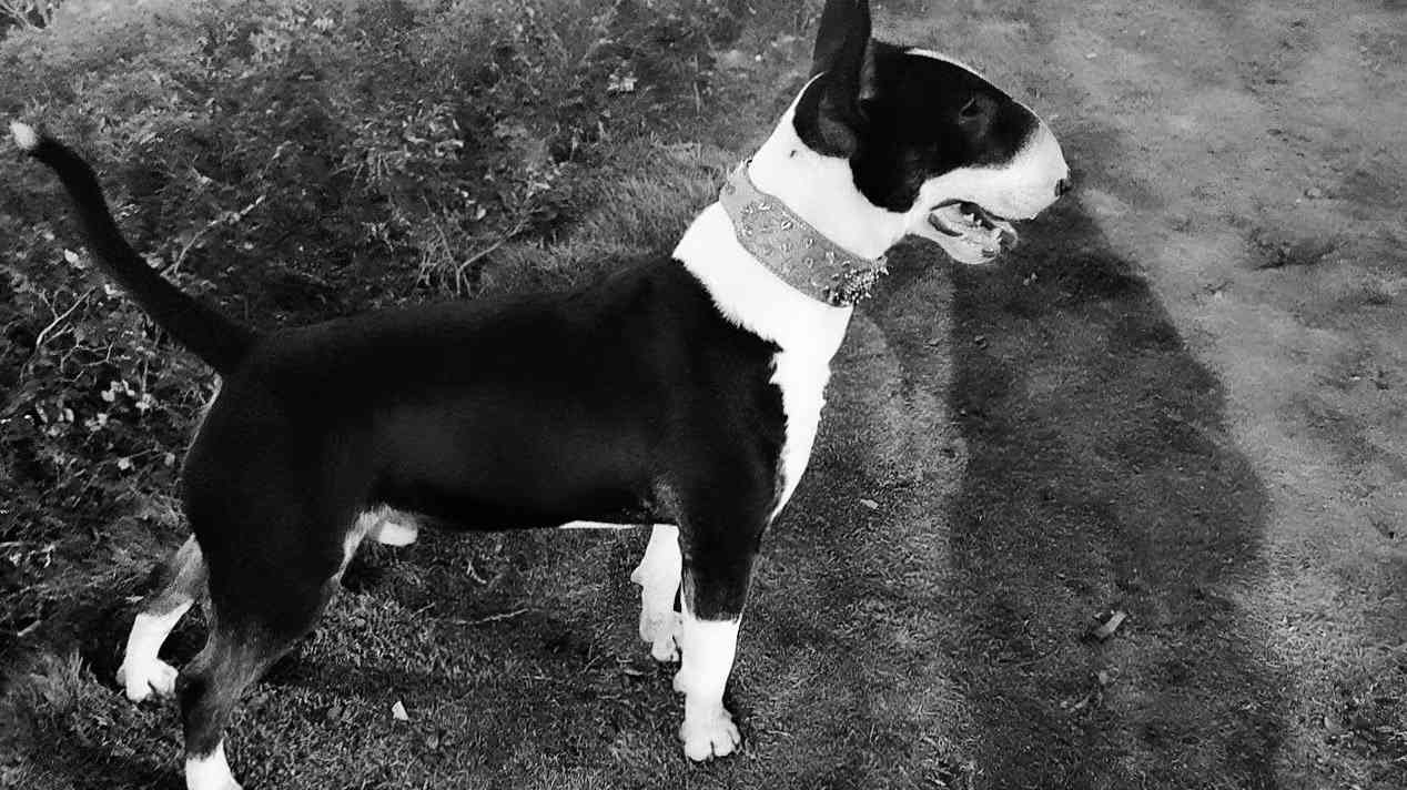 寻找一样的母狗