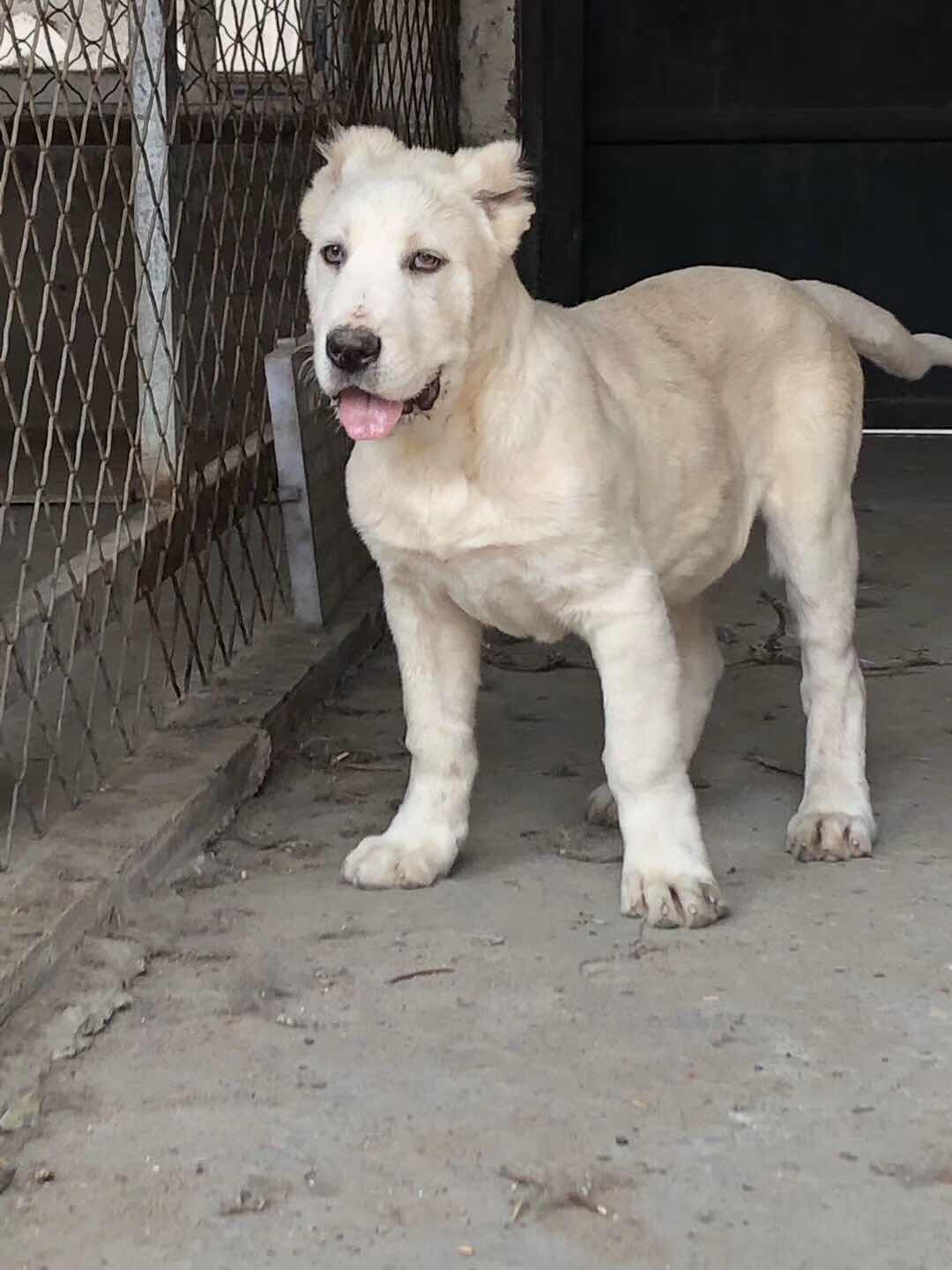 [中亚] 赠送纯白中亚牧羊犬