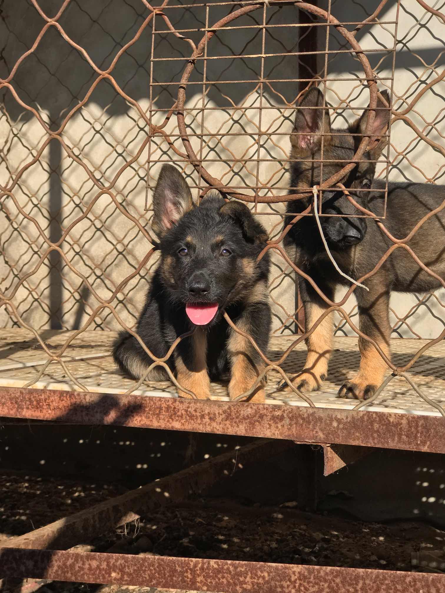 精品ddr纯种东德牧羊犬幼犬