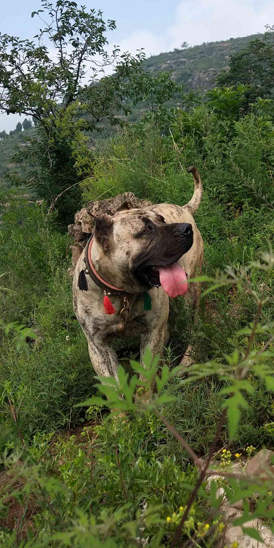 白虎皮加纳利公出售