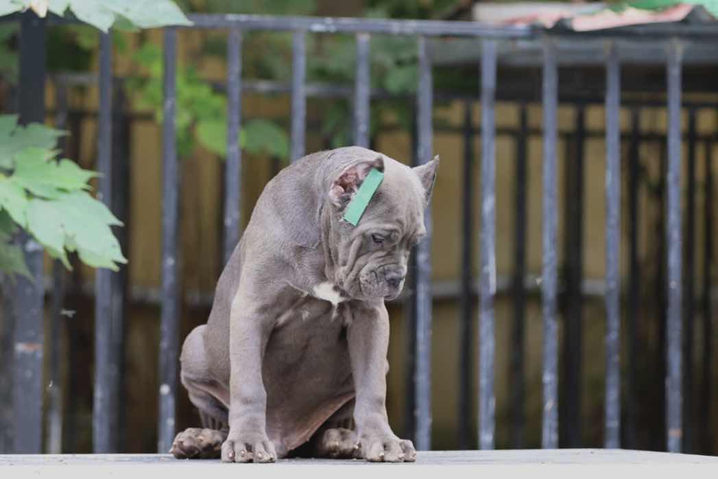 短鼻子猪一只,喜欢这类型的老板拿走 - 卡斯罗交易 - 猛犬俱乐部-中国