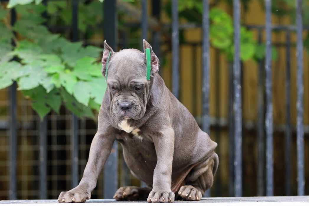 短鼻子猪一只,喜欢这类型的老板拿走 - 卡斯罗交易 - 猛犬俱乐部-中国