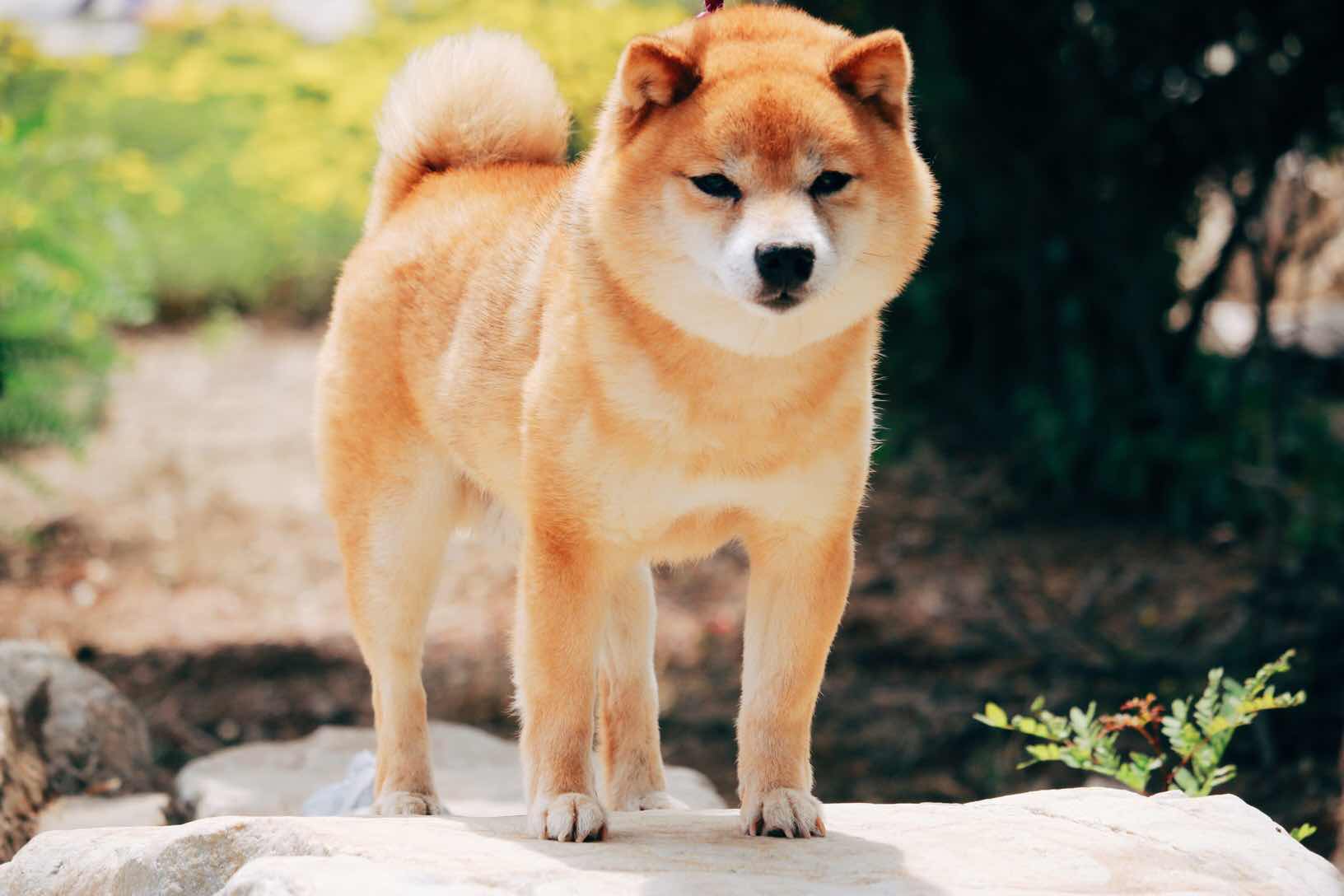 城市家庭的好伴侣--日本豆柴犬