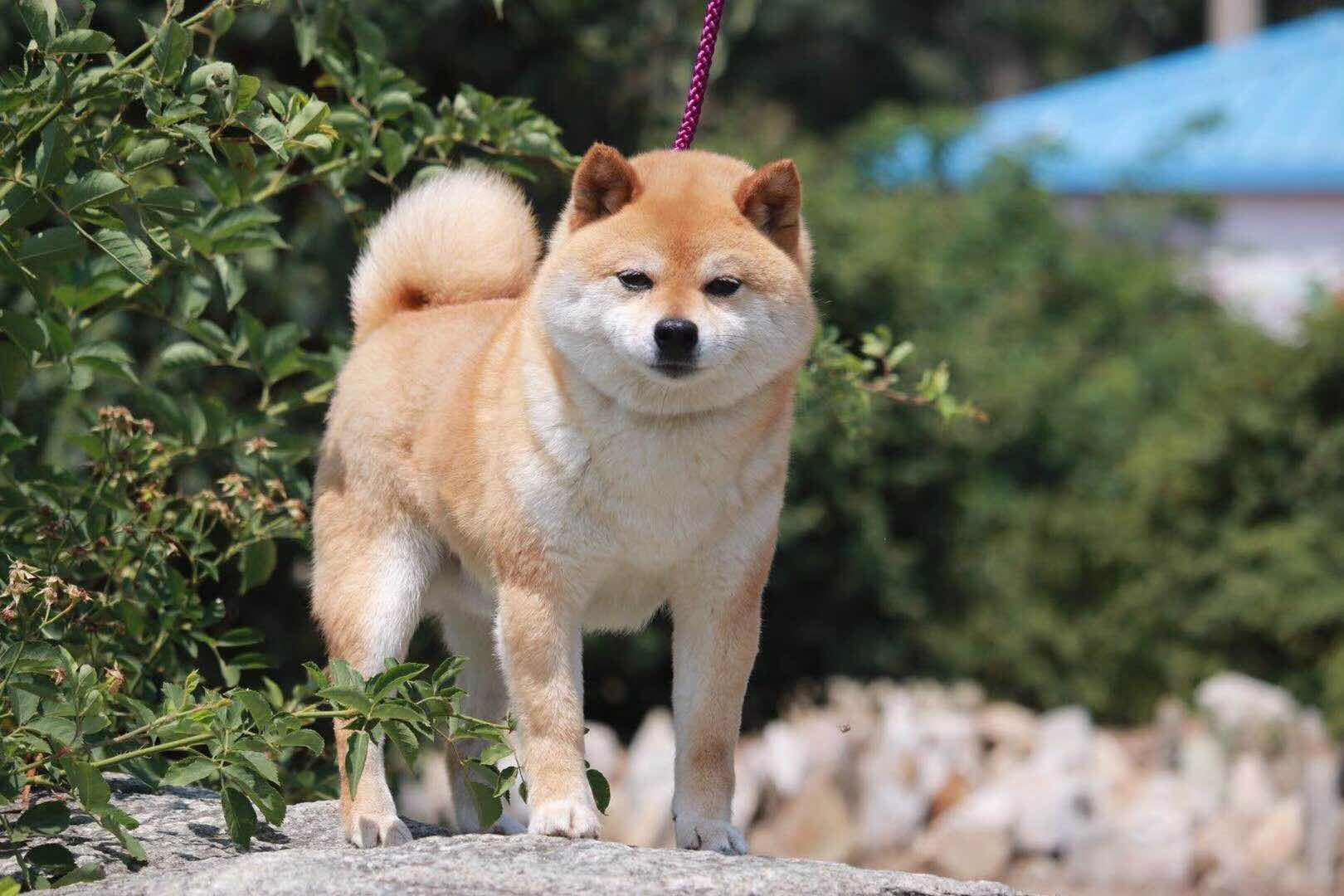 城市家庭的好伴侣--日本豆柴犬