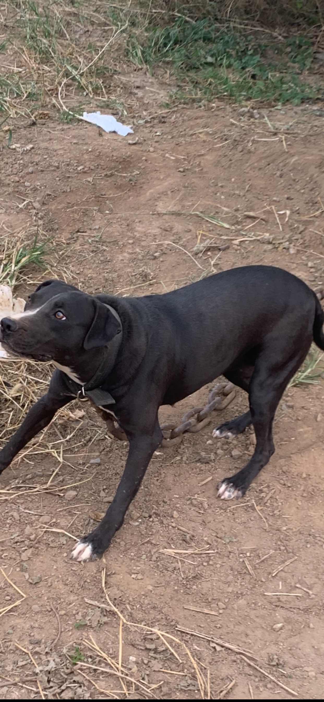 比特犬交易 - 猛犬俱乐部-中国具有影响力的猛犬网站 - powered by